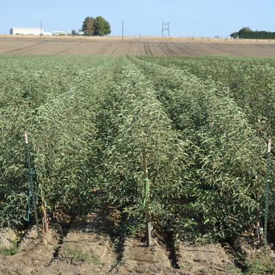 A beautiful field of Van Well apple trees at Moses Lake.