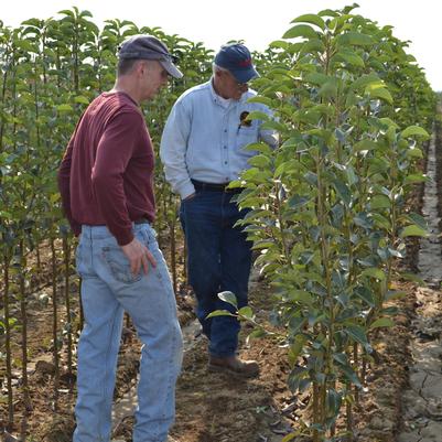 Ric Van Well and Matt Moser inspecting some beautiful pear trees.
