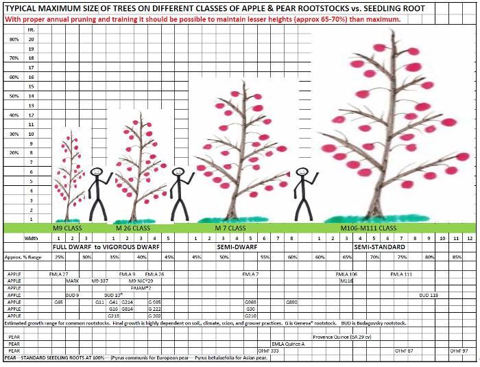 RS-Apples Rootstocks