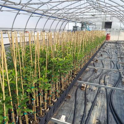 Bench grafted trees growing in Ellepots. Not quite as uniform as the budded trees.