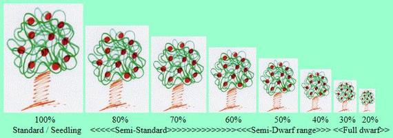 NFG-Dwarf vs Semi-Dwarf vs Standard Trees