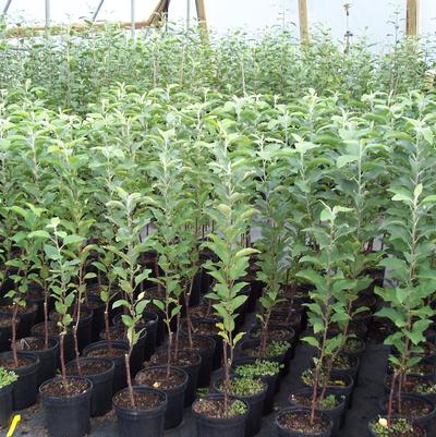 Some of Matt's original FastFruitTrees grown in plastic pots.