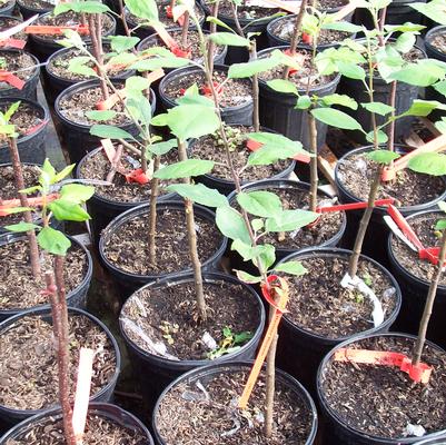 Budded FastFruitTrees just starting to grow in the spring.