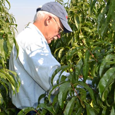 Matt inspecting Van Well peach trees