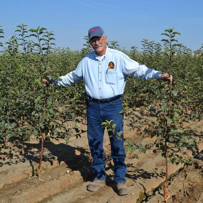 Most Geneva rootstocks make beautiful feathered trees. BUT notice the misses in the row! Skippy bud takes can be an issue with some of the Geneva roots.