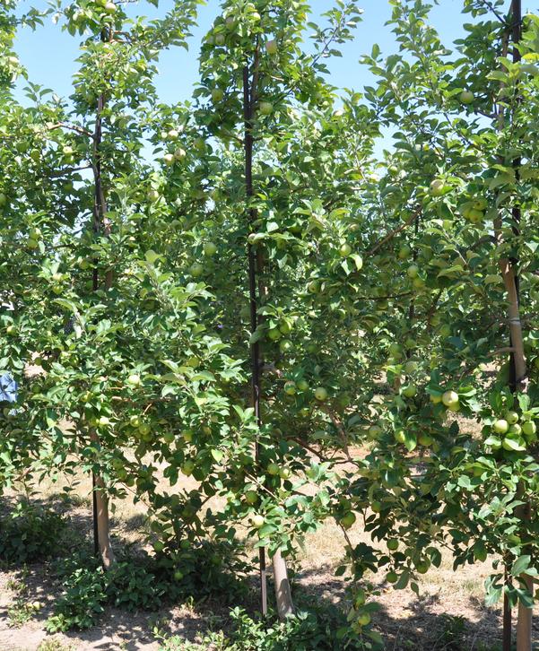 Commercial Fruit Growers Commercial Fruit Growers