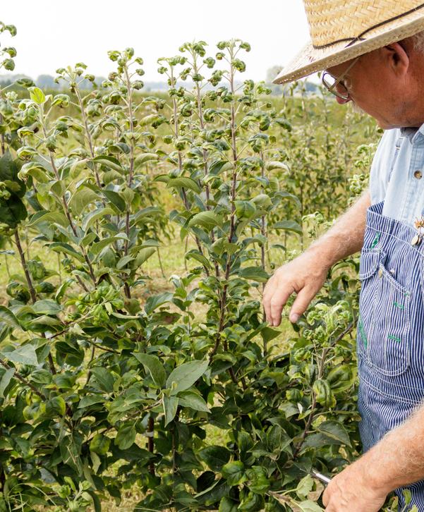 Consulting for Beginning or New Orchardists.